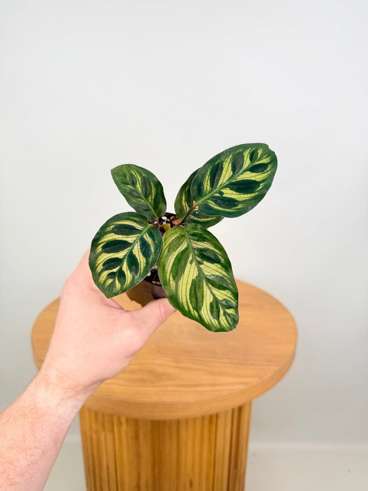 Goeppertia Makoyana [Calathea Makoyana] | Uprooted