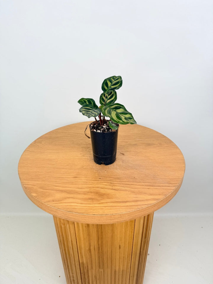 Goeppertia Makoyana [Calathea Makoyana] | Uprooted