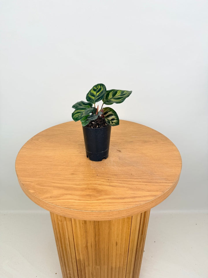 Goeppertia Makoyana [Calathea Makoyana] | Uprooted