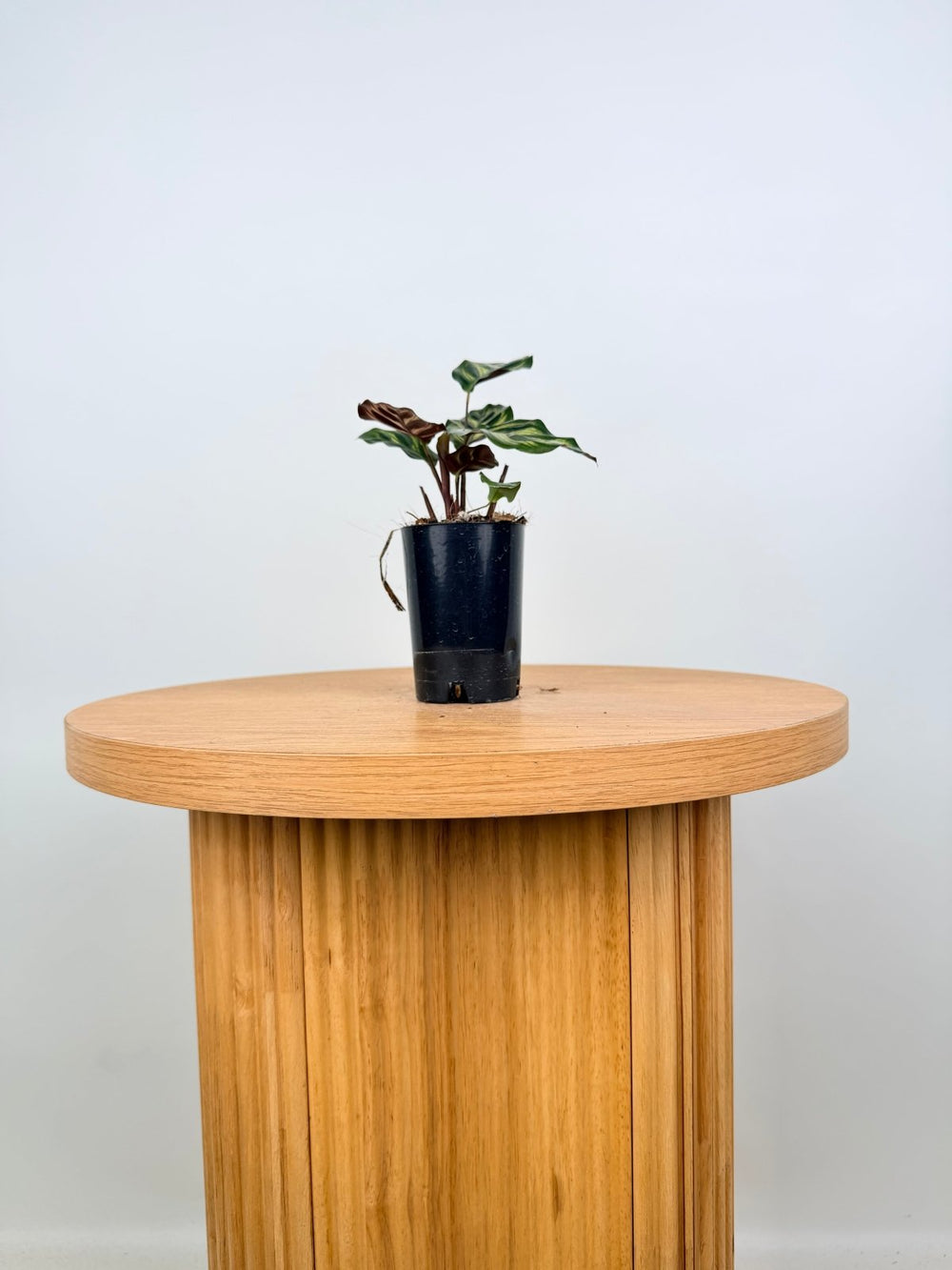 Goeppertia Makoyana [Calathea Makoyana] | Uprooted