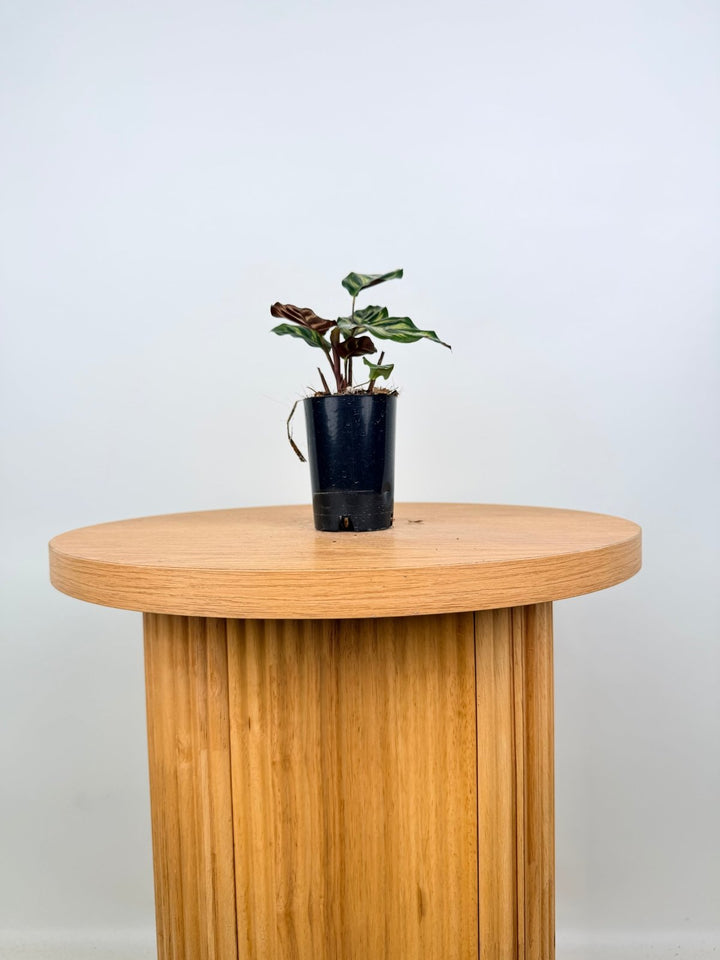 Goeppertia Makoyana [Calathea Makoyana] | Uprooted