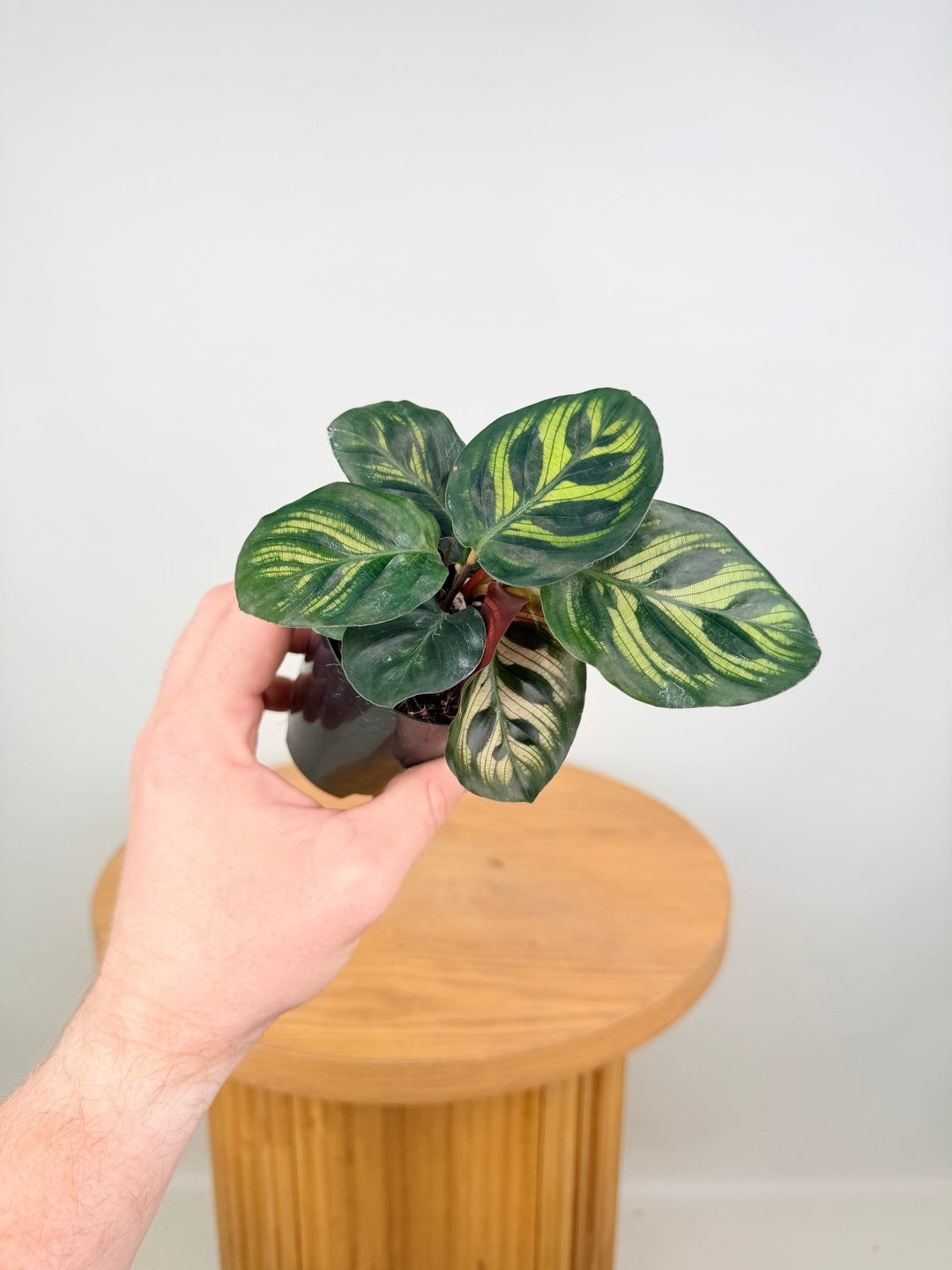 Goeppertia Makoyana [Calathea Makoyana] | Uprooted