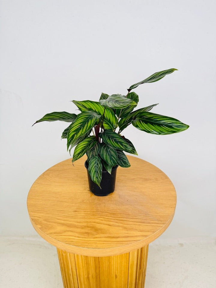 Goeppertia Ornata - Beauty Star | Uprooted