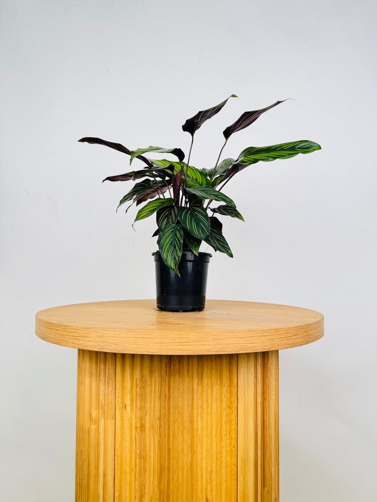 Goeppertia Ornata - Beauty Star | Uprooted