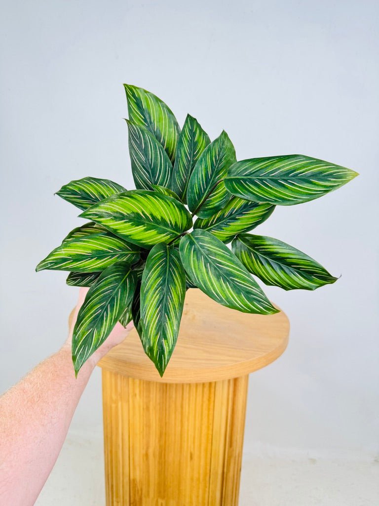 Goeppertia Ornata - Beauty Star | Uprooted