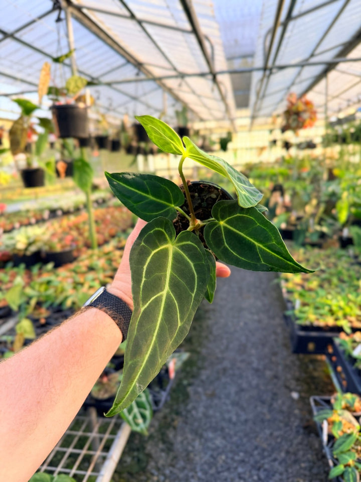 Handpicked 1 - Anthurium Regale | Uprooted