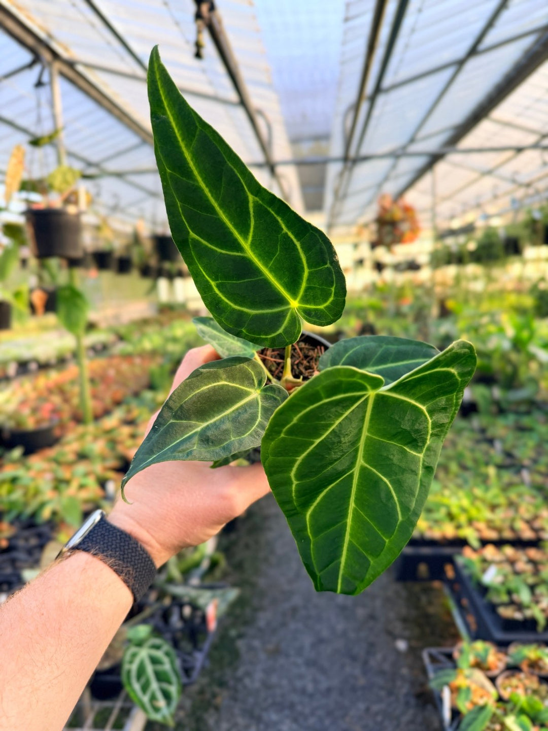 Handpicked 1 - Anthurium Regale | Uprooted