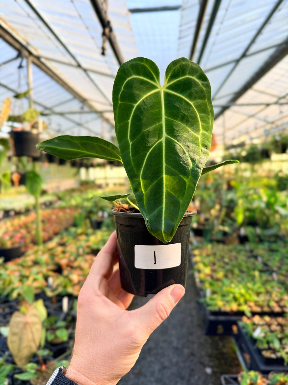 Handpicked 1 - Anthurium Regale | Uprooted