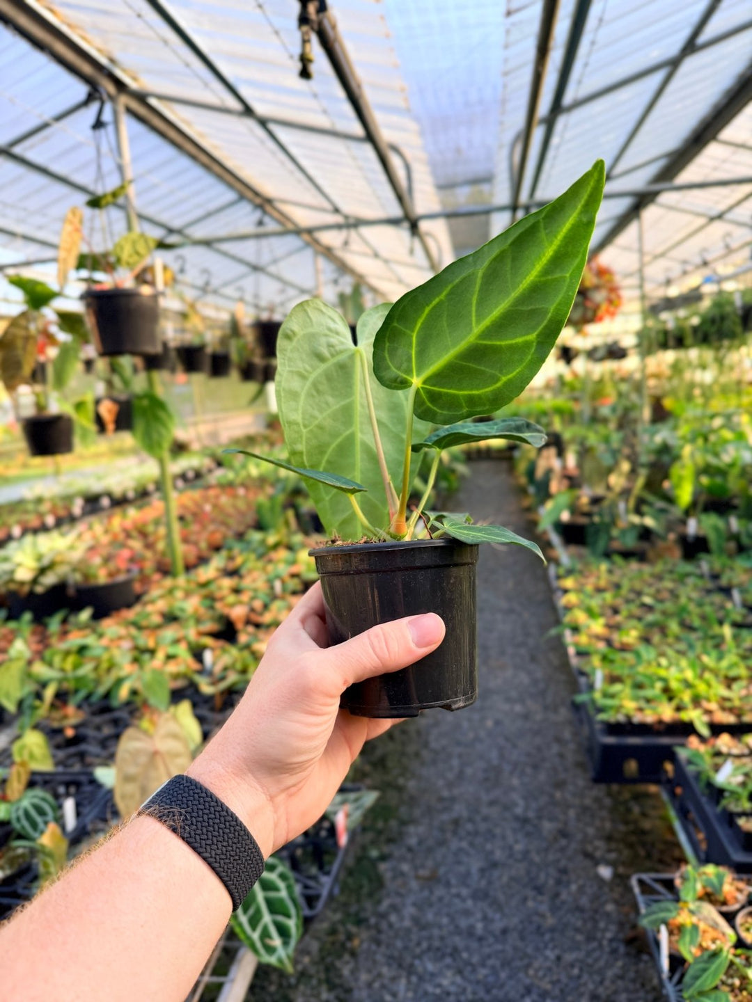 Handpicked 1 - Anthurium Regale | Uprooted