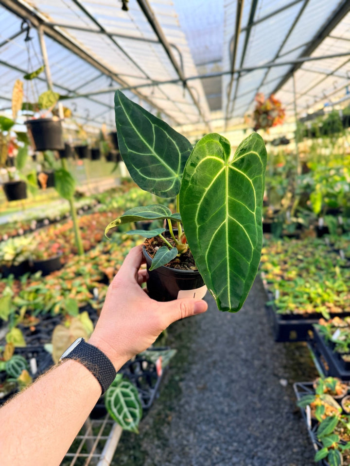 Handpicked 1 - Anthurium Regale | Uprooted