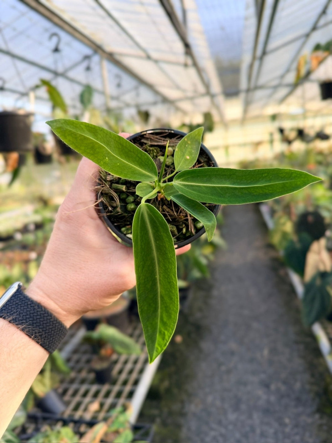 Handpicked 10 - Anthurium Warocqueanum Dark Form | Uprooted