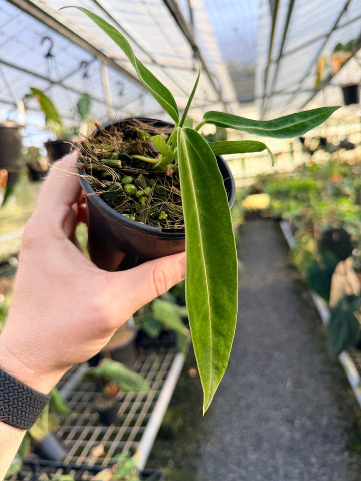 Handpicked 10 - Anthurium Warocqueanum Dark Form | Uprooted