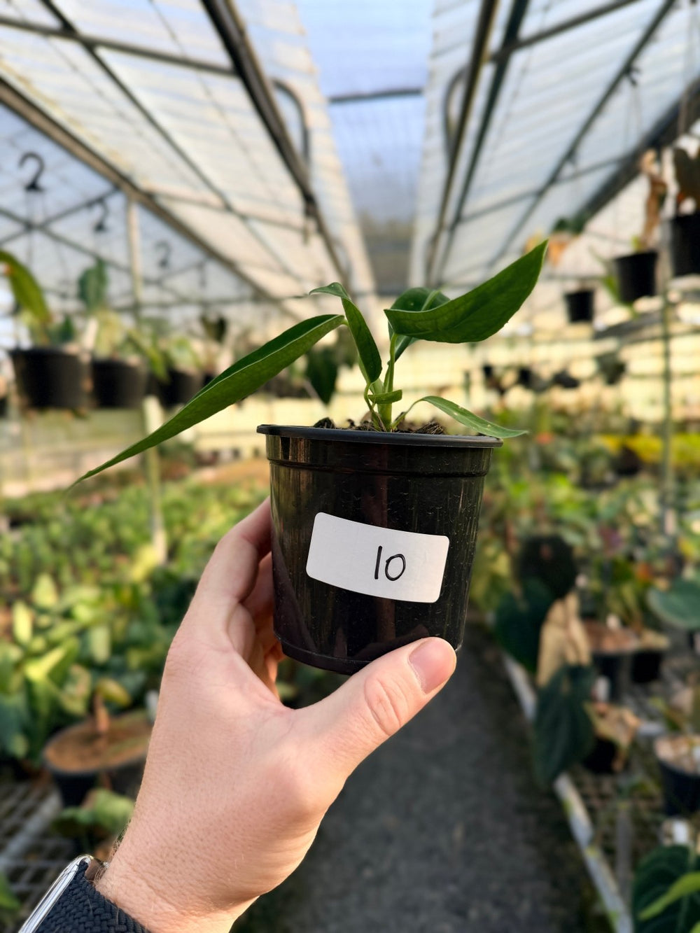 Handpicked 10 - Anthurium Warocqueanum Dark Form | Uprooted