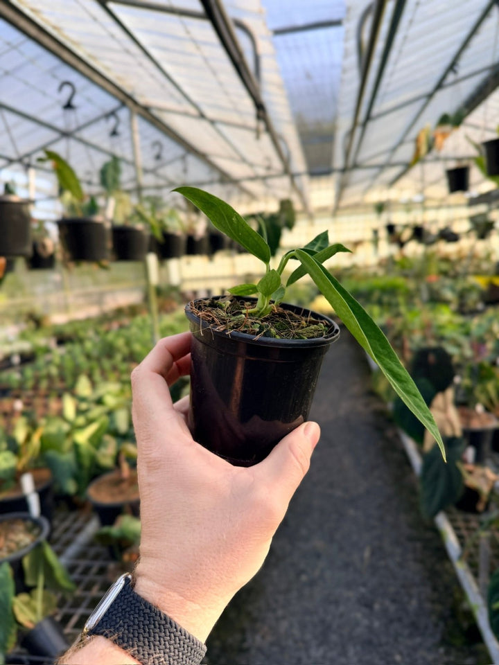 Handpicked 10 - Anthurium Warocqueanum Dark Form | Uprooted