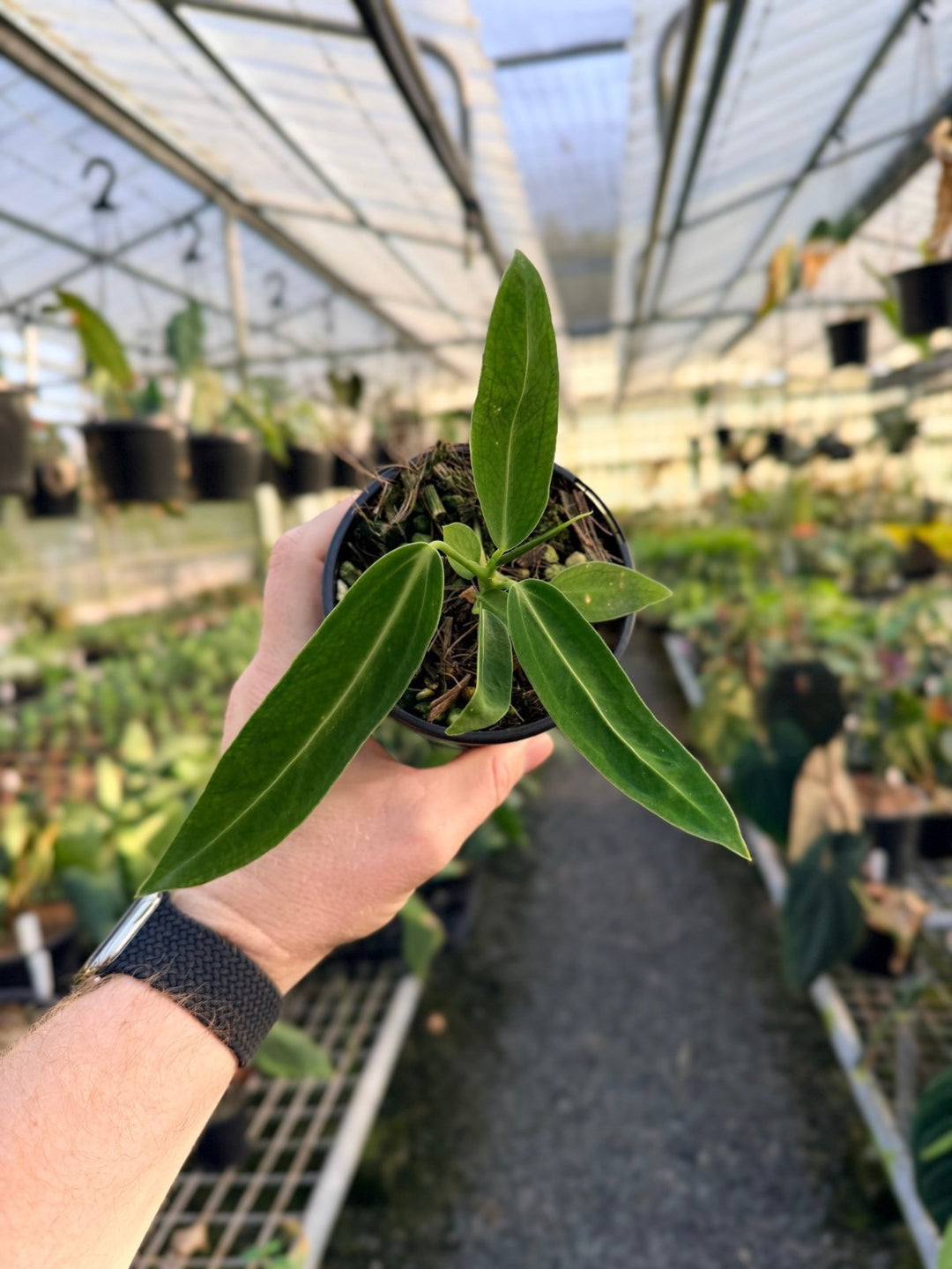 Handpicked 10 - Anthurium Warocqueanum Dark Form | Uprooted