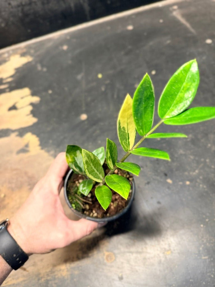 Handpicked 10 - Zamioculcas Zamiifolia Variegata - 100mm Pot | Uprooted