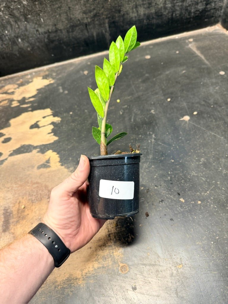 Handpicked 10 - Zamioculcas Zamiifolia Variegata - 100mm Pot | Uprooted