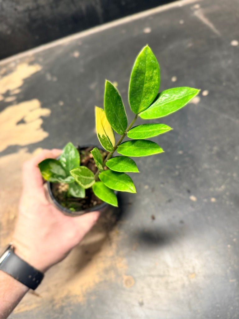 Handpicked 10 - Zamioculcas Zamiifolia Variegata - 100mm Pot | Uprooted