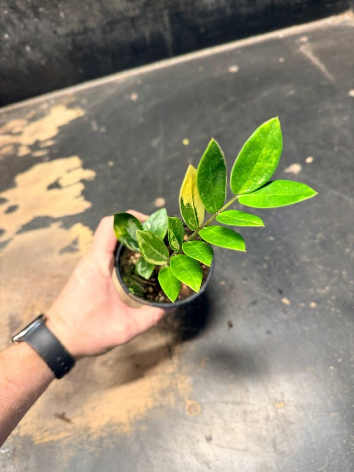 Handpicked 10 - Zamioculcas Zamiifolia Variegata - 100mm Pot | Uprooted
