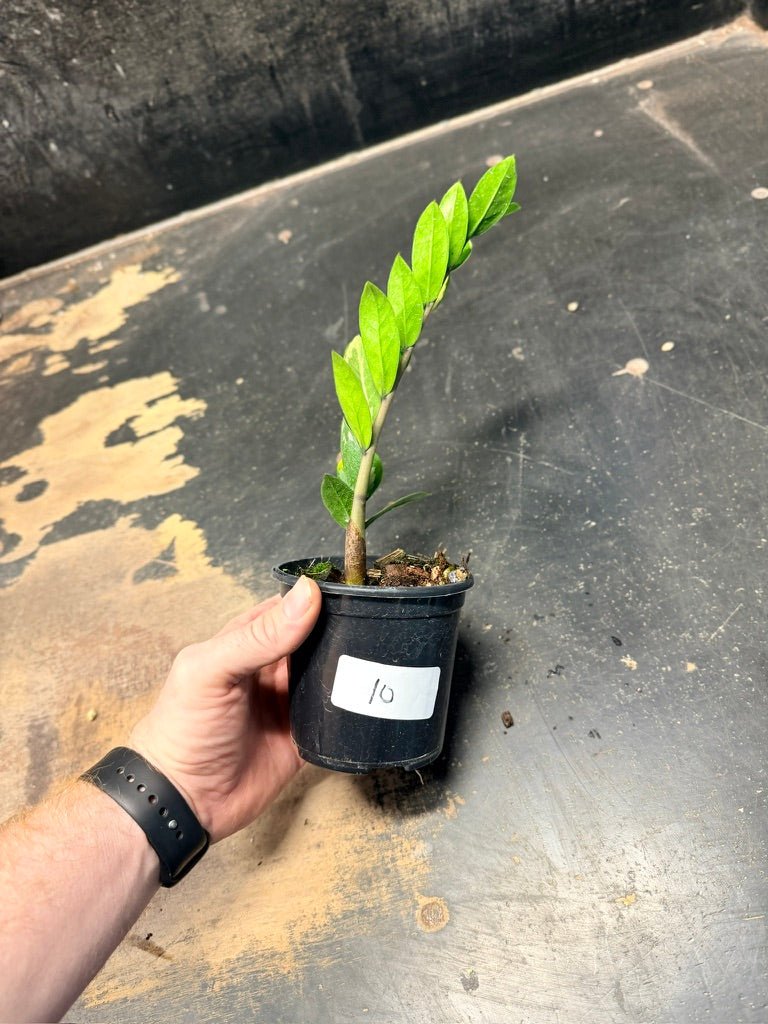 Handpicked 10 - Zamioculcas Zamiifolia Variegata - 100mm Pot | Uprooted