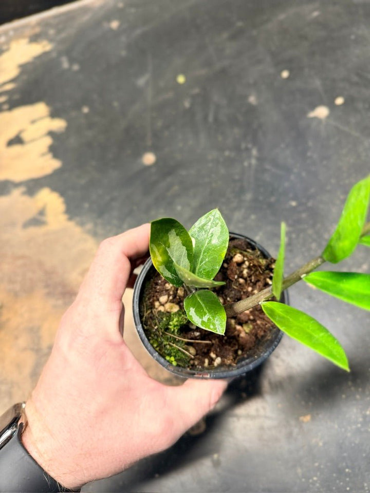 Handpicked 10 - Zamioculcas Zamiifolia Variegata - 100mm Pot | Uprooted