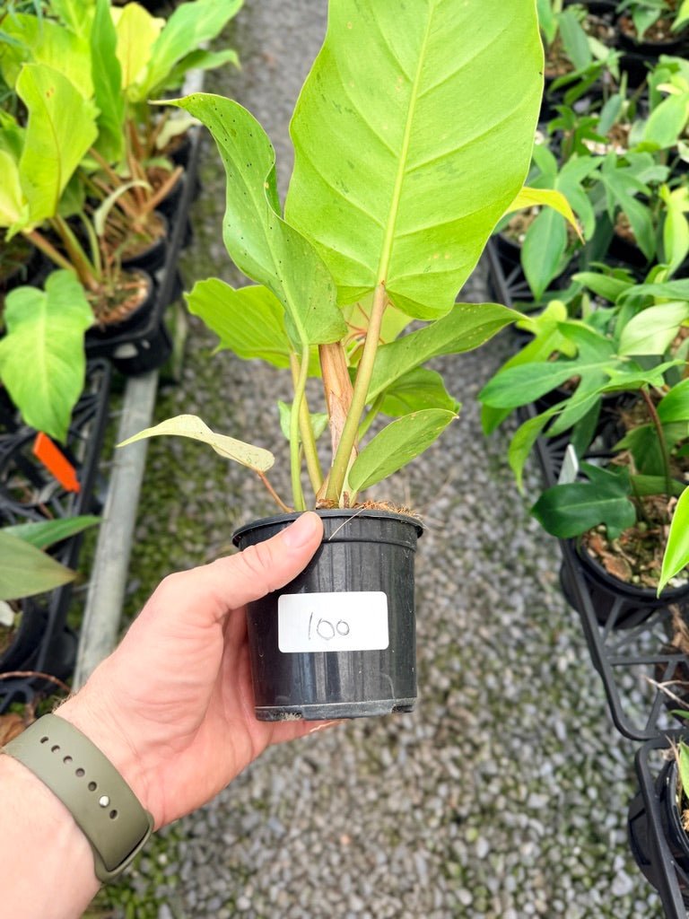Handpicked 100 - Philodendron Pinnatifidum - Snowdrift | Uprooted