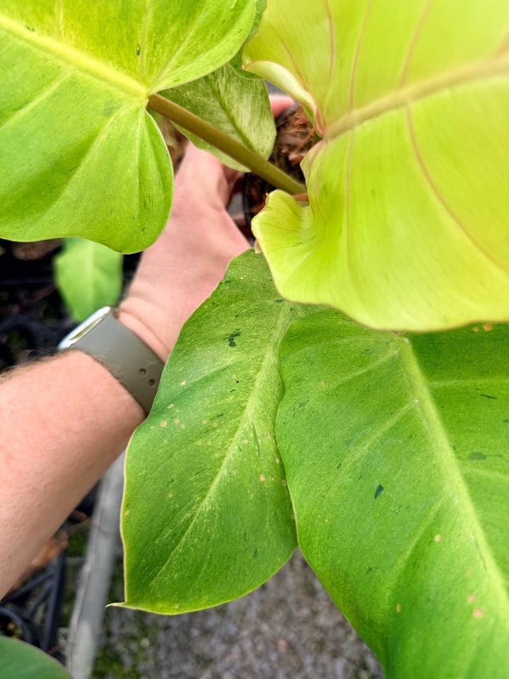 Handpicked 100 - Philodendron Pinnatifidum - Snowdrift | Uprooted