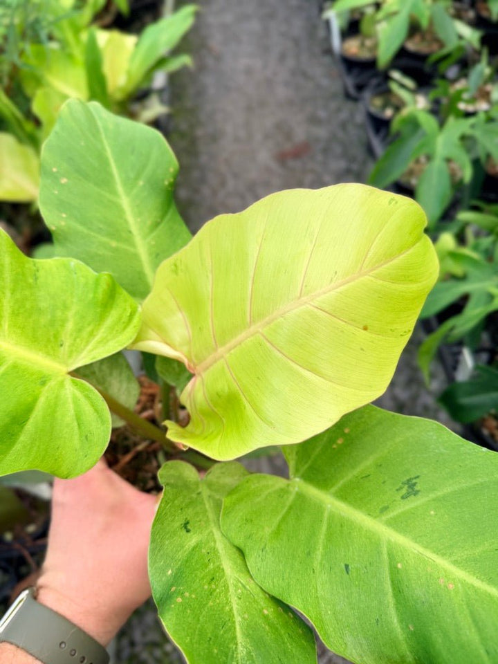 Handpicked 100 - Philodendron Pinnatifidum - Snowdrift | Uprooted