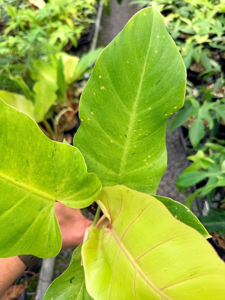 Handpicked 100 - Philodendron Pinnatifidum - Snowdrift | Uprooted