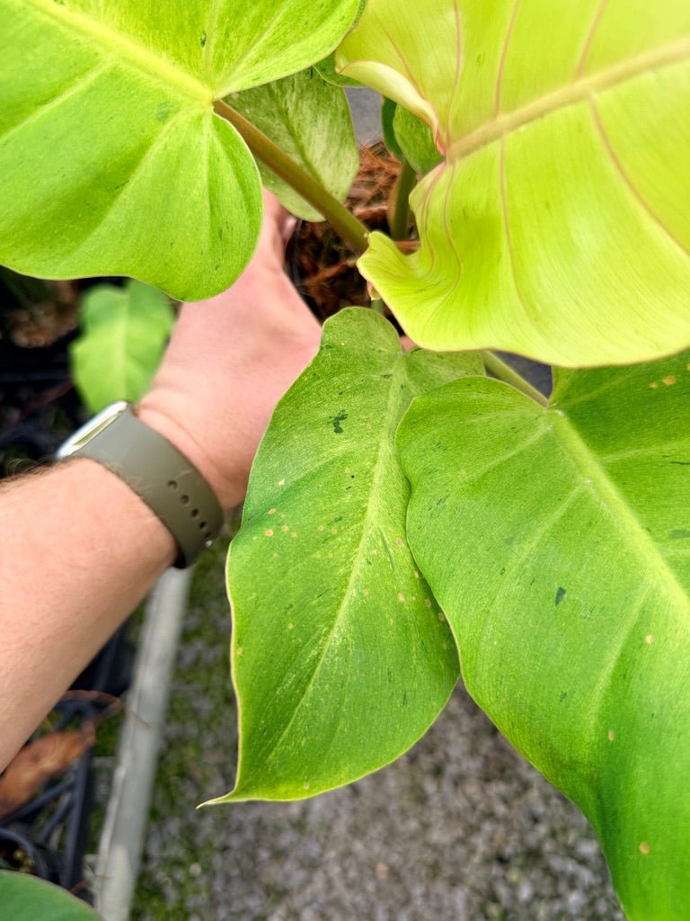 Handpicked 100 - Philodendron Pinnatifidum - Snowdrift | Uprooted