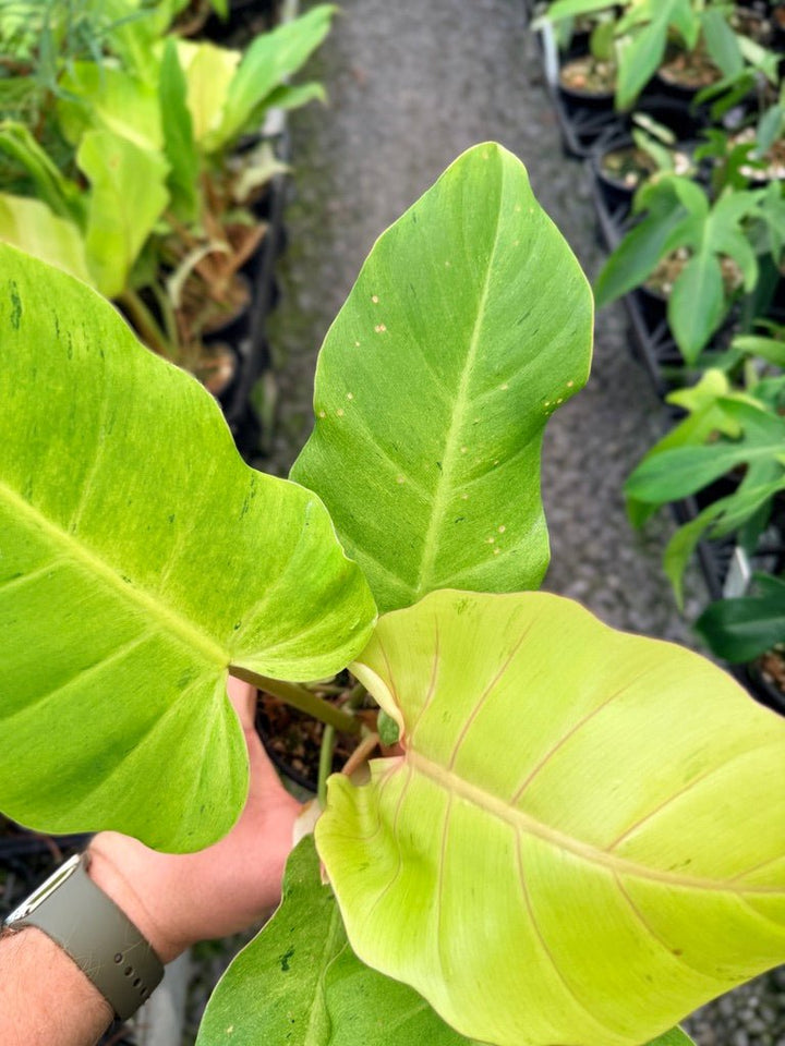 Handpicked 100 - Philodendron Pinnatifidum - Snowdrift | Uprooted