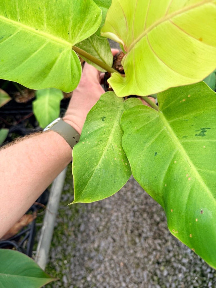 Handpicked 100 - Philodendron Pinnatifidum - Snowdrift | Uprooted