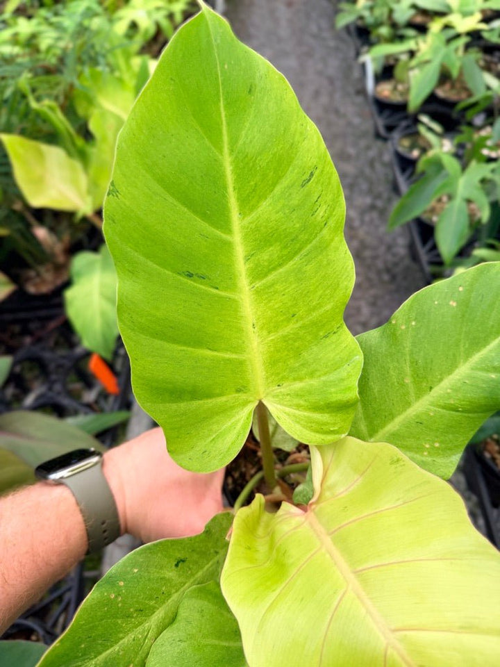 Handpicked 100 - Philodendron Pinnatifidum - Snowdrift | Uprooted