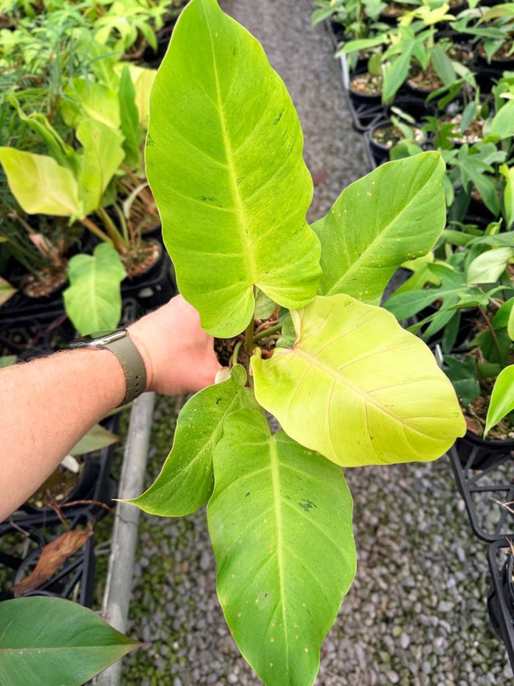 Handpicked 100 - Philodendron Pinnatifidum - Snowdrift | Uprooted