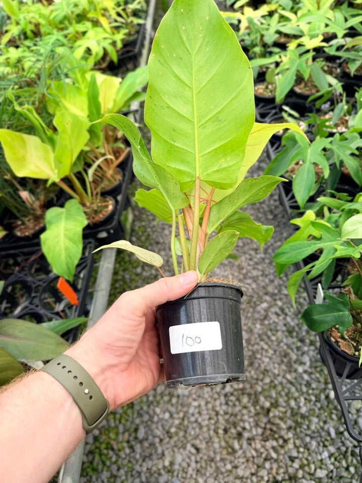 Handpicked 100 - Philodendron Pinnatifidum - Snowdrift | Uprooted