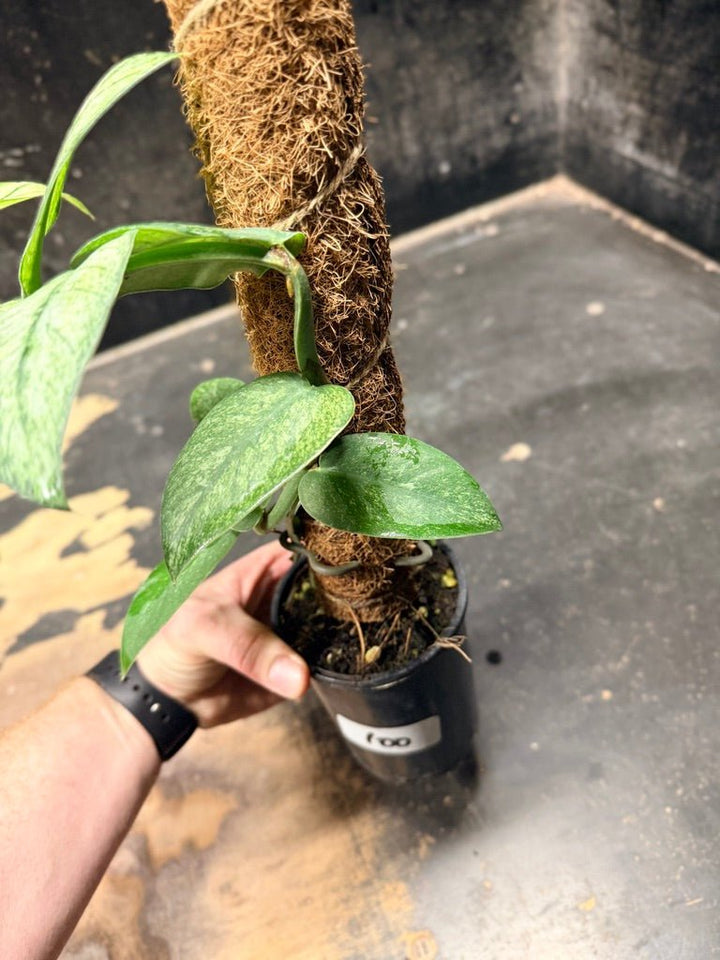Handpicked 100 - Rhaphidophora Hongkongensis Mint Totem - 100mm Pot | Uprooted