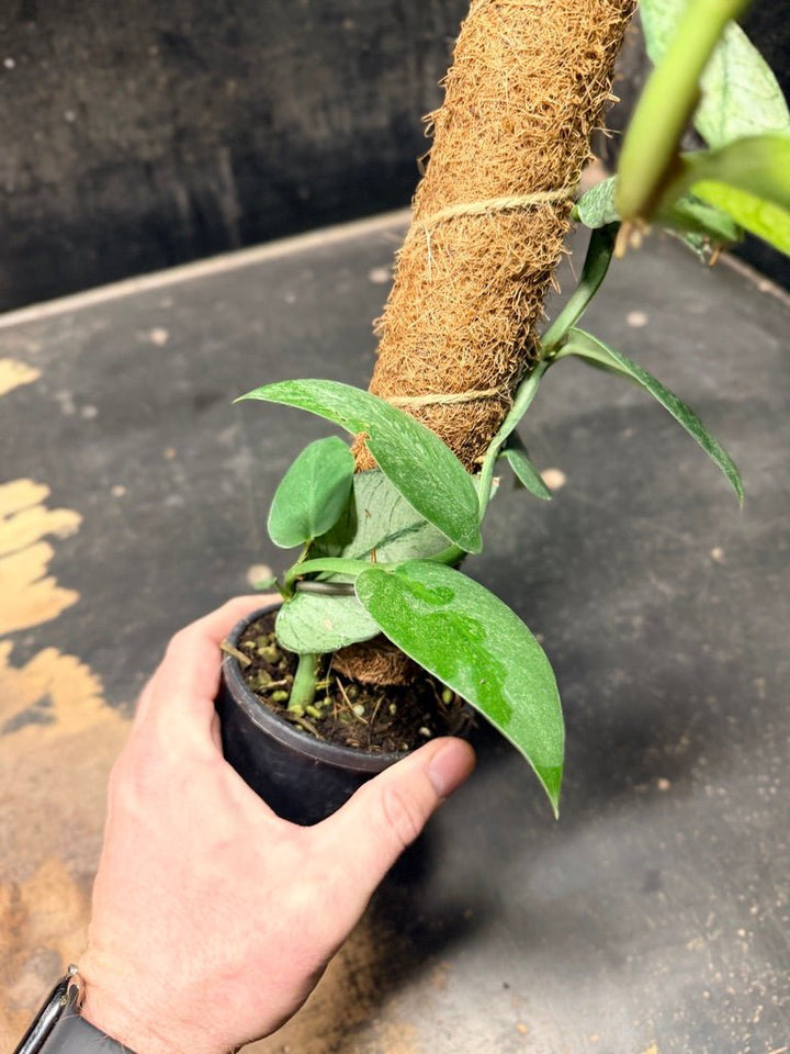 Handpicked 100 - Rhaphidophora Hongkongensis Mint Totem - 100mm Pot | Uprooted