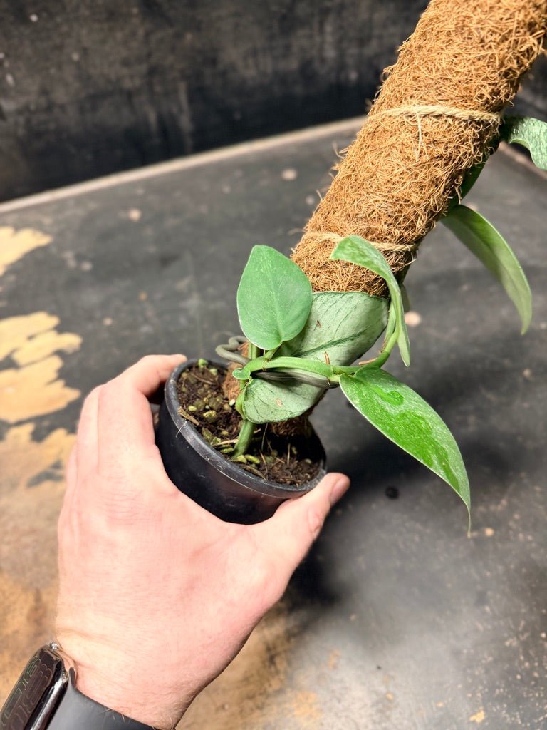 Handpicked 100 - Rhaphidophora Hongkongensis Mint Totem - 100mm Pot | Uprooted