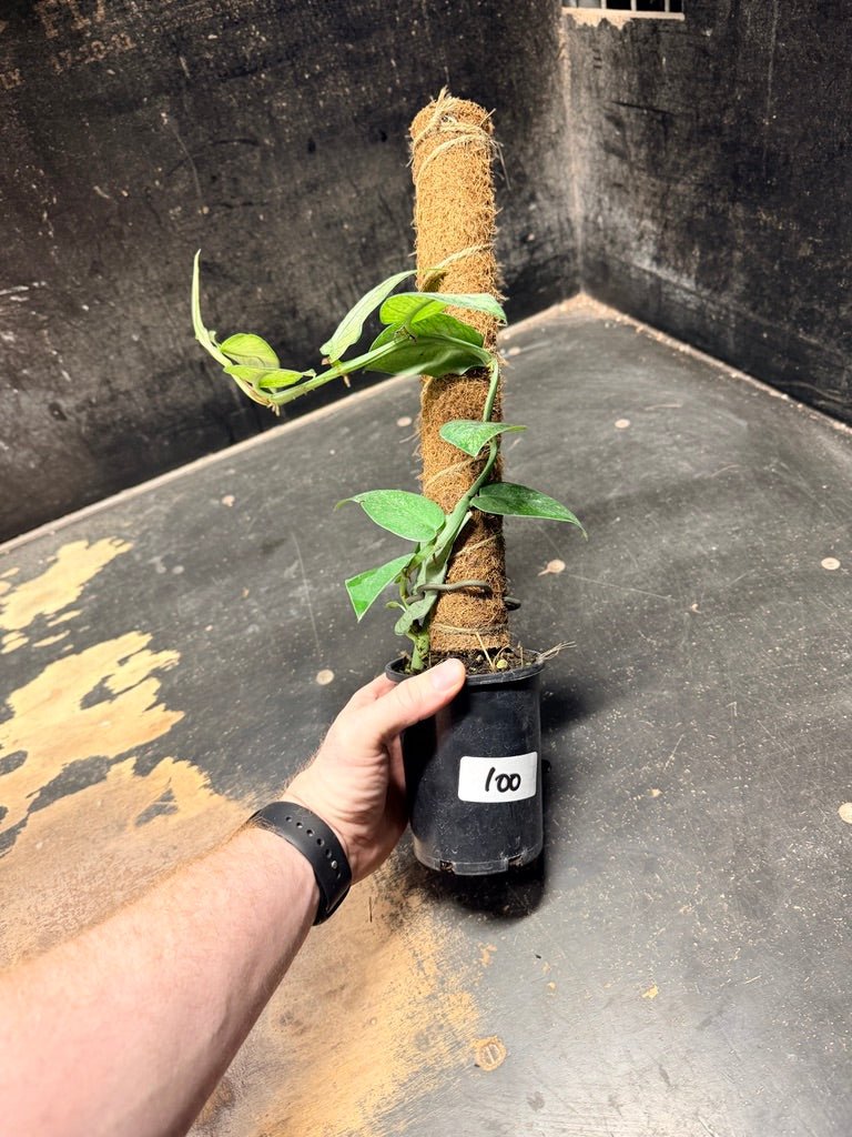 Handpicked 100 - Rhaphidophora Hongkongensis Mint Totem - 100mm Pot | Uprooted