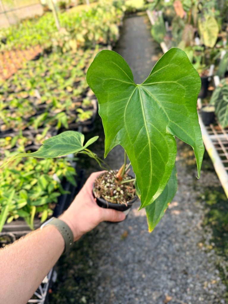 Handpicked 102 - Anthurium Pedatoradiatum | Uprooted