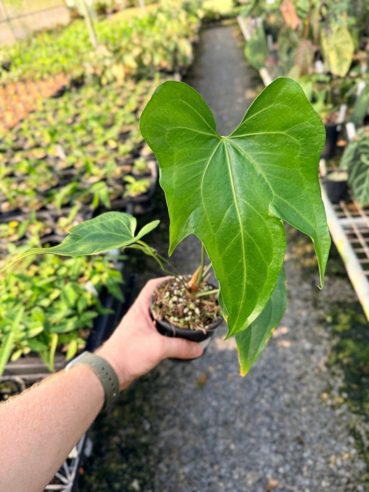 Handpicked 102 - Anthurium Pedatoradiatum | Uprooted