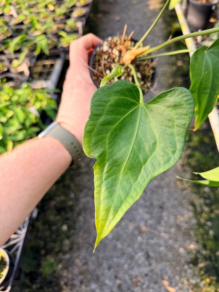 Handpicked 102 - Anthurium Pedatoradiatum | Uprooted