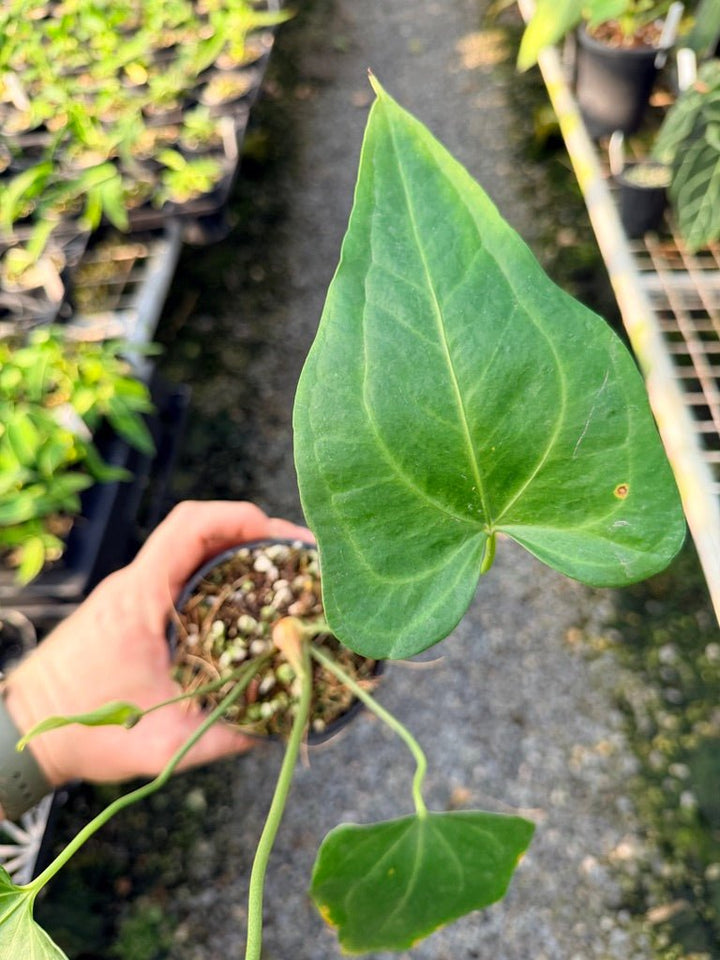 Handpicked 102 - Anthurium Pedatoradiatum | Uprooted