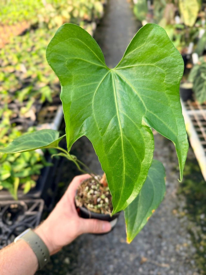 Handpicked 102 - Anthurium Pedatoradiatum | Uprooted