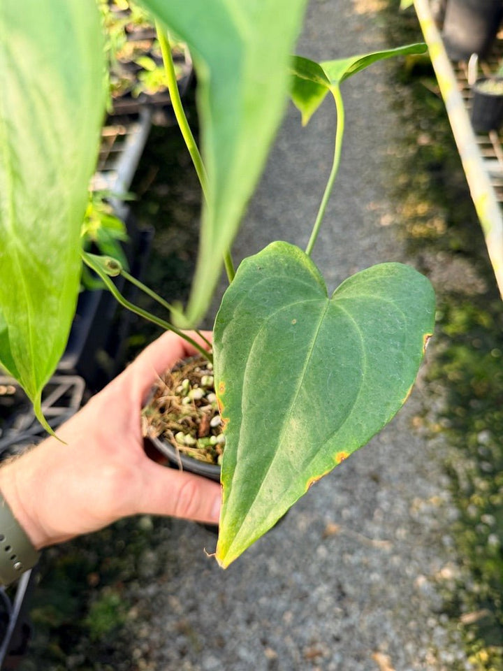 Handpicked 102 - Anthurium Pedatoradiatum | Uprooted