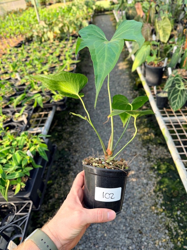 Handpicked 102 - Anthurium Pedatoradiatum | Uprooted