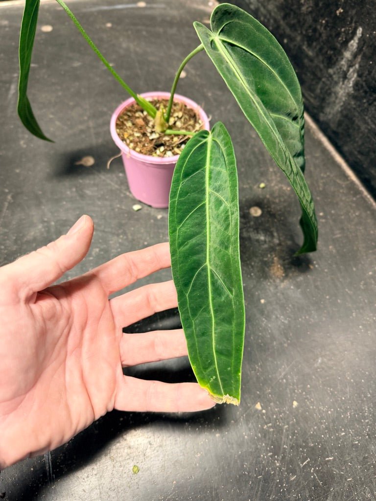 Handpicked 102 - Anthurium Warocqueanum | Uprooted