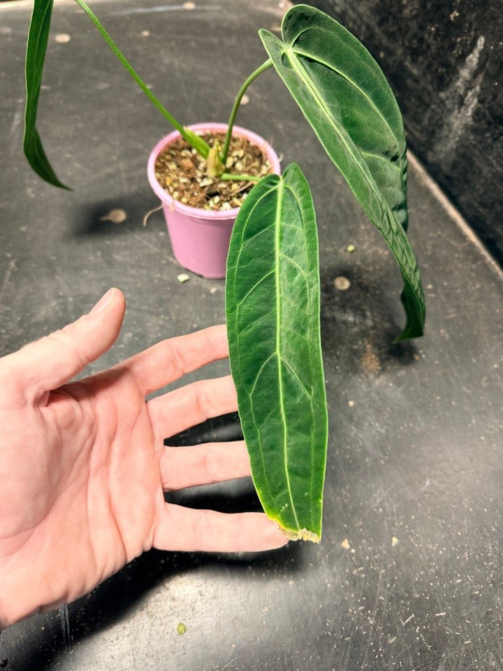 Handpicked 102 - Anthurium Warocqueanum | Uprooted