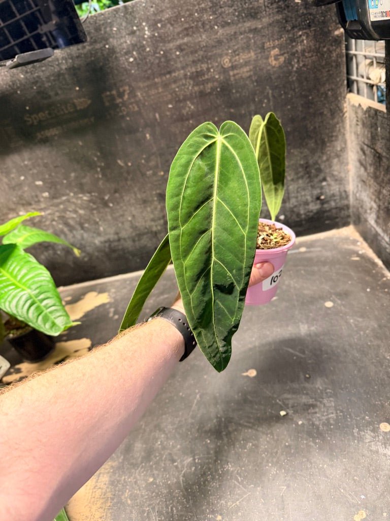 Handpicked 102 - Anthurium Warocqueanum | Uprooted