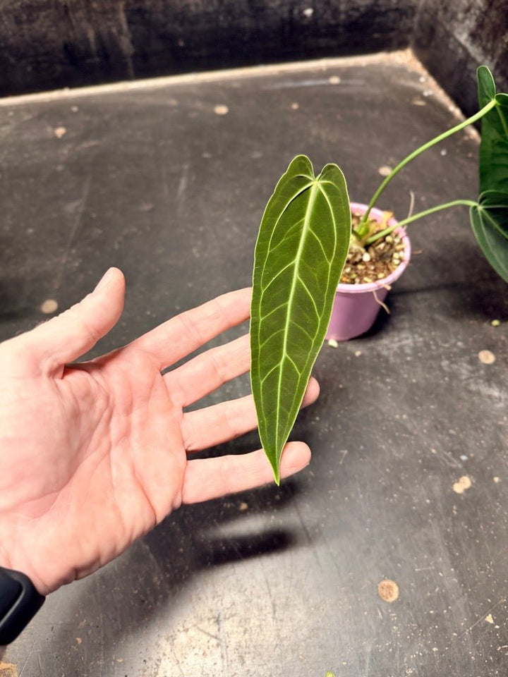 Handpicked 102 - Anthurium Warocqueanum | Uprooted
